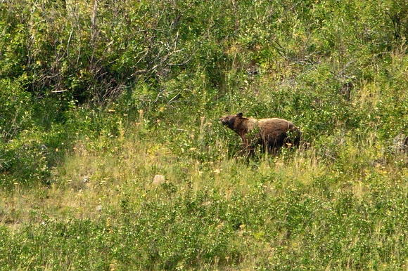 Grizzly at Grinnell Glacier hike